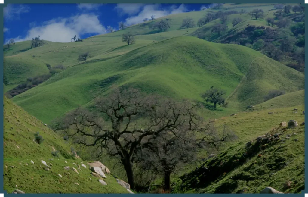 tejon-ranch-country-hill-side-grassy-scenery Tejon Ranch Country Side Scenery Hero Image